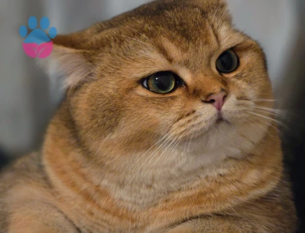 British Shorthair Golden Erkek Kedim Simba'ya Eş Arıyorum