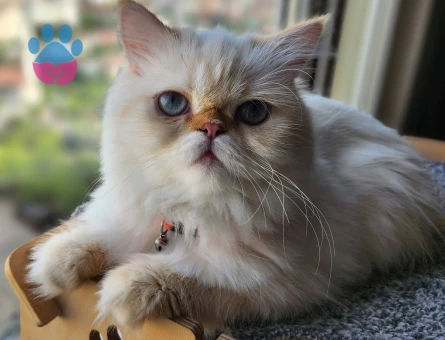 Chinchilla dişi kedim için erkek eş ariyorum