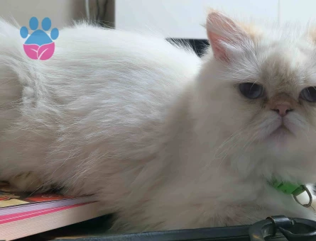 Chinchilla dişi kedim için erkek eş ariyorum