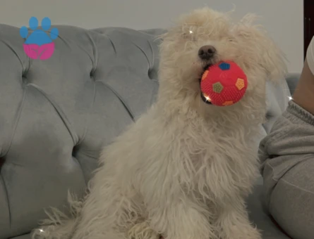 1 yaşında maltes terrier kızım için eş arıyorum