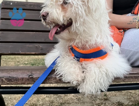 1 yaşında maltes terrier kızım için eş arıyorum