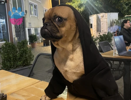 Oğlumuza dişi arıyoruz Anadolu yakasında