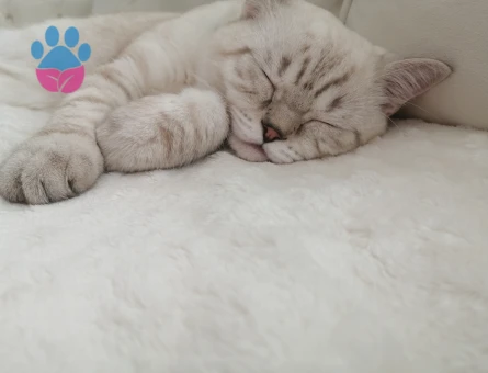 Lokumumuza eş arıyoruz