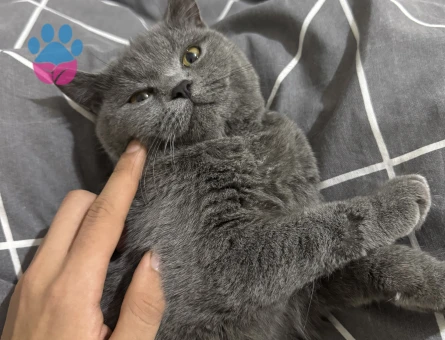 Dişi kedim için eş arıyorum