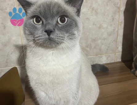 2 yaşında British Shorthair Bıdık