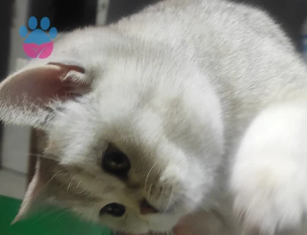 Kedim için eş arıyoruz.