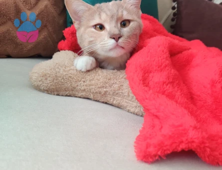 Tekir Yavrumuza eş arıyoruz.