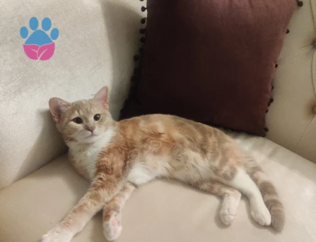 Tekir Yavrumuza eş arıyoruz.