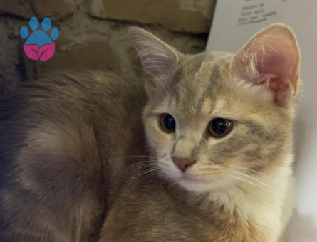 Tekir Yavrumuza eş arıyoruz.