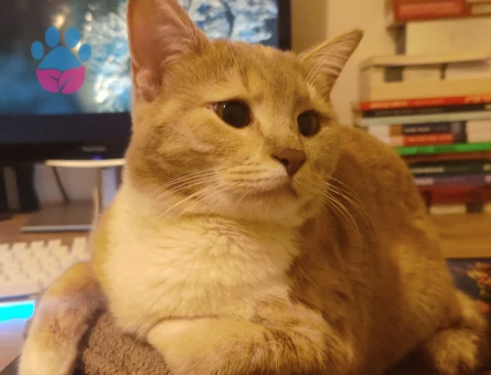 Tekir Yavrumuza eş arıyoruz.