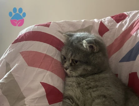 Scottish Fold Kızımıza eş arıyoruz