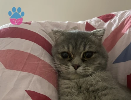Scottish Fold Kızımıza eş arıyoruz