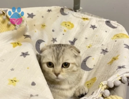 Scotish kızımıza evimizde ağırlayabileceğimiz eş arıyoruz