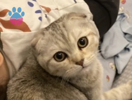 Scotish kızımıza evimizde ağırlayabileceğimiz eş arıyoruz