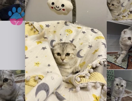 Scotish kızımıza evimizde ağırlayabileceğimiz eş arıyoruz