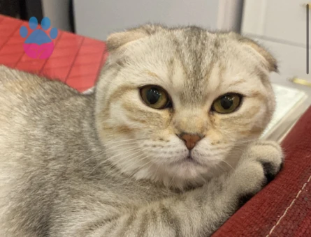 Scotish kızımıza evimizde ağırlayabileceğimiz eş arıyoruz