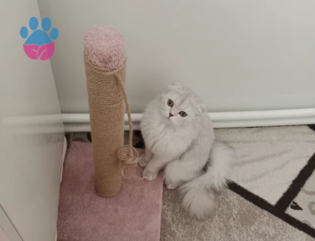 Scottish Fold 1 Yaşımda Kedime Eş arıyoruz