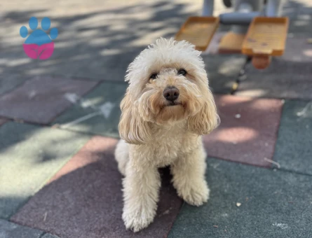 Toy Poodle Lora 3 Yaşında Eş Arıyor