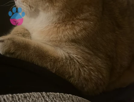 British Golden 1 Yaşında Eş Arıyoruz