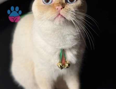 Scottish Fold Kızım için damat arıyoruz