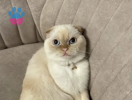 Scottish Fold Kızım için damat arıyoruz