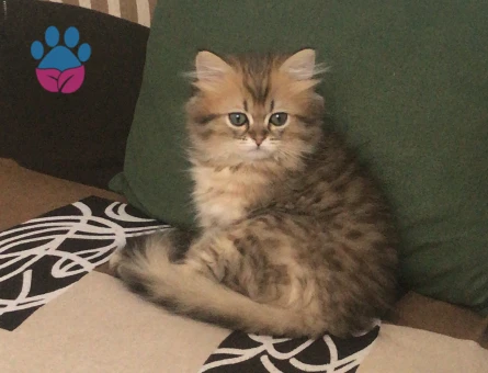 İran Kedisi Paşamıza dişi arıyoruz