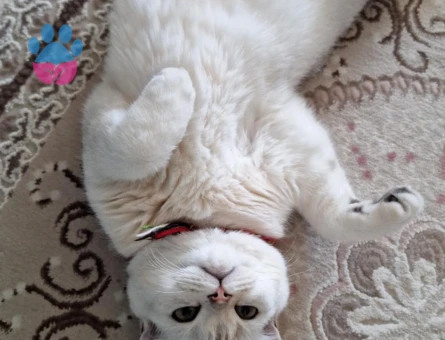 British Shorthair Oğluşuma eş arıyoruz
