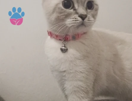 British Shorthair Kızıma acil eş arıyorum