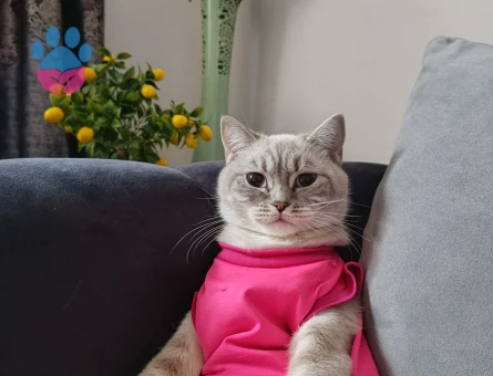 British Shorthair Kızıma acil eş arıyorum