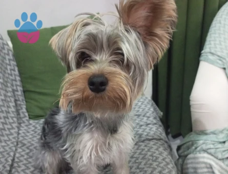 Yorkshire Terrier Yorki Eş Arıyor
