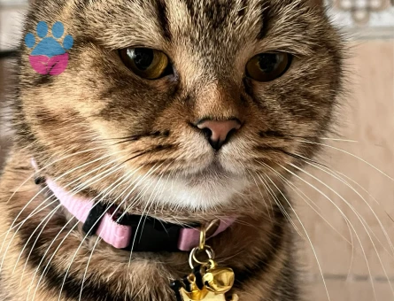 Tekir 1 Yaşında Kedime Eş Arıyorum