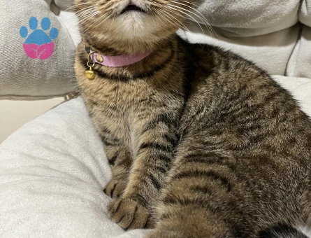 Tekir 1 Yaşında Kedime Eş Arıyorum