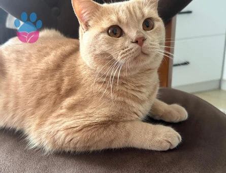 8 aylık British Shorthair Erkek - Flörte açık