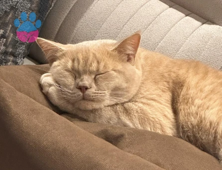 8 aylık British Shorthair Erkek - Flörte açık