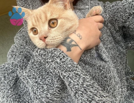 8 aylık British Shorthair Erkek - Flörte açık