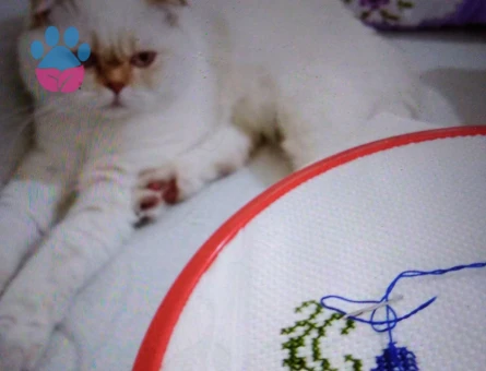 Scottish Fold Kedime Eş Arıyorum 1 Yaşında