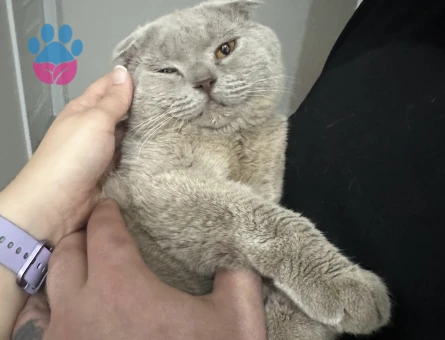 Scottish fold Oğlum 1 Yaşında Eş Arıyor