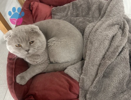 Scottish fold Oğlum 1 Yaşında Eş Arıyor