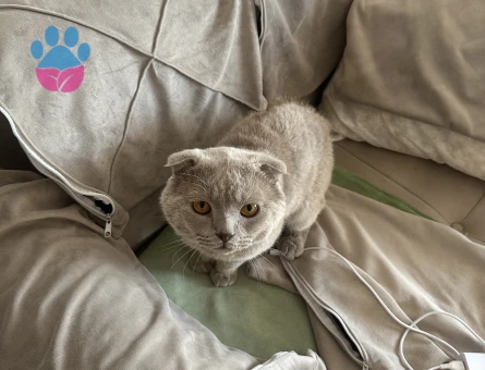 Scottish fold Oğlum 1 Yaşında Eş Arıyor