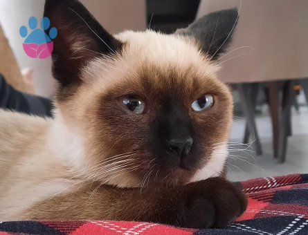 Erkek Siyam Kedimize eş arıyoruz