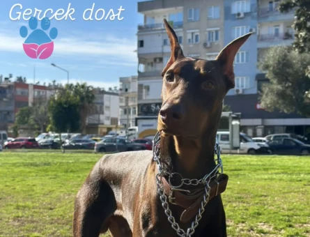 Doberman Oğlumuza Eş Arıyoruz 1 Yaşında
