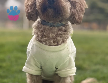 Toy Poodle 1,5 Yaşında Dişi Köpeğime Eş Arıyorum