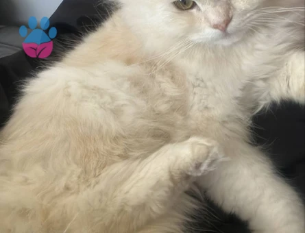Scottish fold longhair Erkek kedime Eş Arıyorum