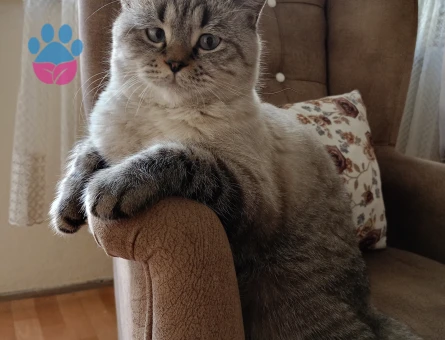 British Shorthair 1 Yaşında Erkek Kızgınlıkta