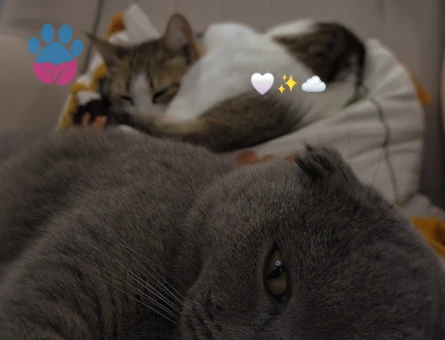 Scottish Fold 1 Yaşında Kedim Eş Arıyor