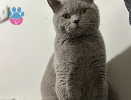 British SHorthair 10 Aylık Erkek Kedime Eş Arıyorum