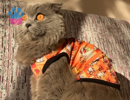 Scottish Fold 11 Aylık Kedim Eş Arıyor