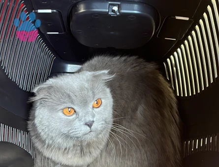 Scottish Fold 11 Aylık Kedim Eş Arıyor