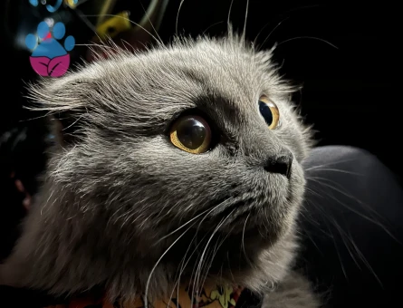 Scottish Fold 11 Aylık Kedim Eş Arıyor