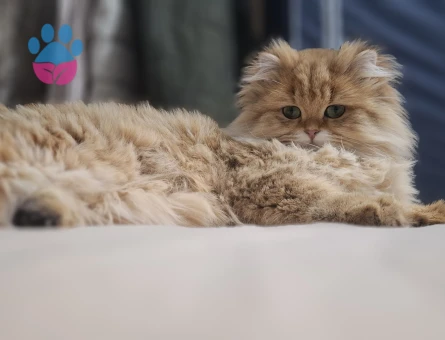 British Longhair 1 Yaşında Eş Arıyor